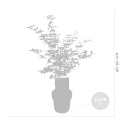 2x Acer Shirasawanum 'moonrise' - érable Du Japon - Arbuste - Rustique - ⌀19 Cm - ↕40-50 Cm -Magasin De Graines De Plantes 640b75778741e7.39248989