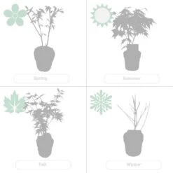 2x Acer Shirasawanum 'moonrise' - érable Du Japon - Arbuste - Rustique - ⌀19 Cm - ↕40-50 Cm -Magasin De Graines De Plantes 640b75778df031.60935588