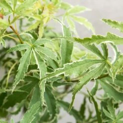 Acer Palmatum 'butterfly' – érable Du Japon – Arbuste – Rustique – ⌀10,5 Cm - ↕25-30 Cm 7 Acer Palmatum 'butterfly' – érable Du Japon – Arbuste – Rustique – ⌀10,5 Cm - ↕25-30 Cm -Magasin De Graines De Plantes 640b75843c0702.39679487