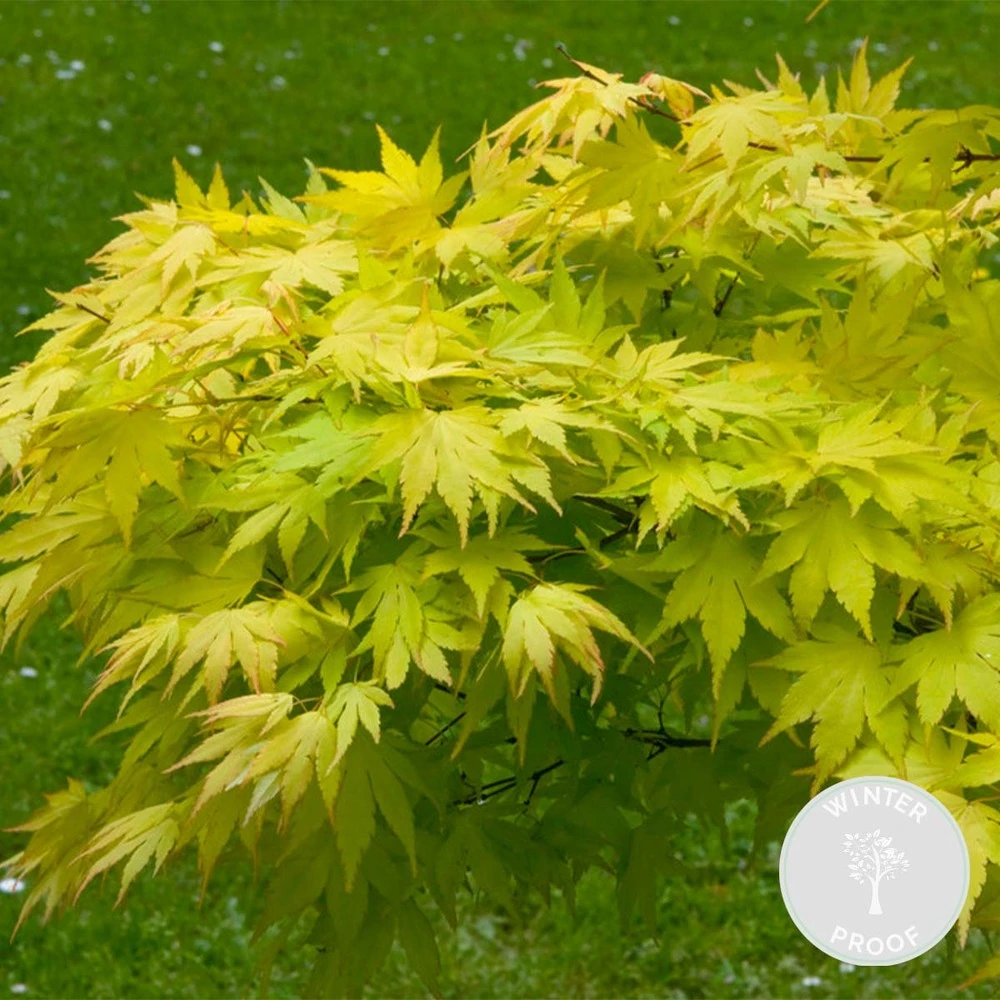 Acer Palmatum 'orange Dream' - érable Du Japon - Arbuste - Rustique - ⌀15 Cm - ↕30-40 Cm 2 Acer Palmatum 'orange Dream' - érable Du Japon - Arbuste - Rustique - ⌀15 Cm - ↕30-40 Cm – Image 2