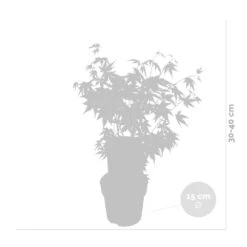 Acer Palmatum 'orange Dream' - érable Du Japon - Arbuste - Rustique - ⌀15 Cm - ↕30-40 Cm 7 Acer Palmatum 'orange Dream' - érable Du Japon - Arbuste - Rustique - ⌀15 Cm - ↕30-40 Cm -Magasin De Graines De Plantes 640b75850c7fc3.34058057