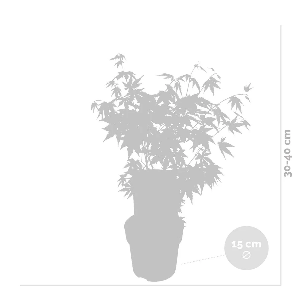 Acer Palmatum 'orange Dream' - érable Du Japon - Arbuste - Rustique - ⌀15 Cm - ↕30-40 Cm 3 Acer Palmatum 'orange Dream' - érable Du Japon - Arbuste - Rustique - ⌀15 Cm - ↕30-40 Cm – Image 3