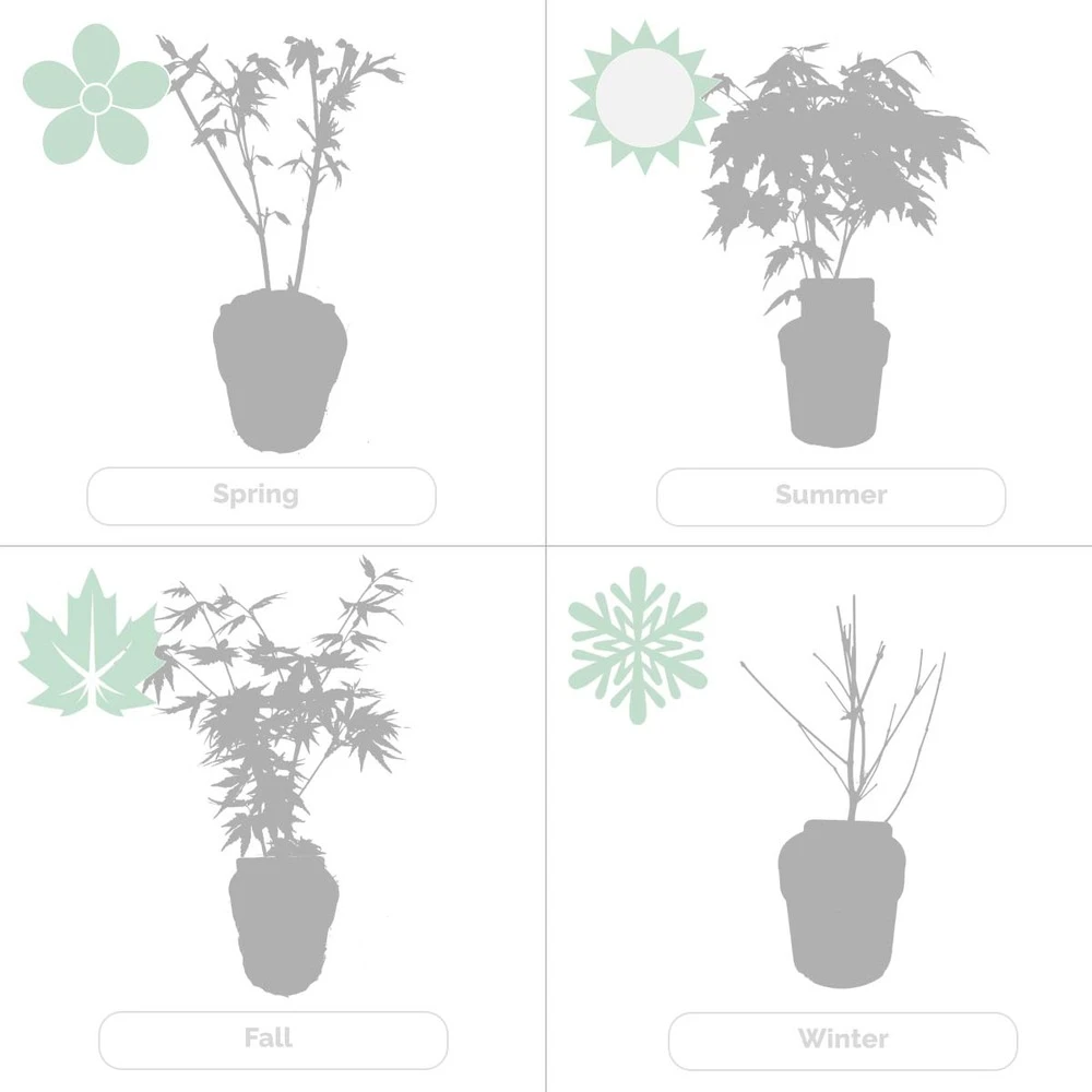 Acer Palmatum 'orange Dream' - érable Du Japon - Arbuste - Rustique - ⌀15 Cm - ↕30-40 Cm 5 Acer Palmatum 'orange Dream' - érable Du Japon - Arbuste - Rustique - ⌀15 Cm - ↕30-40 Cm – Image 5