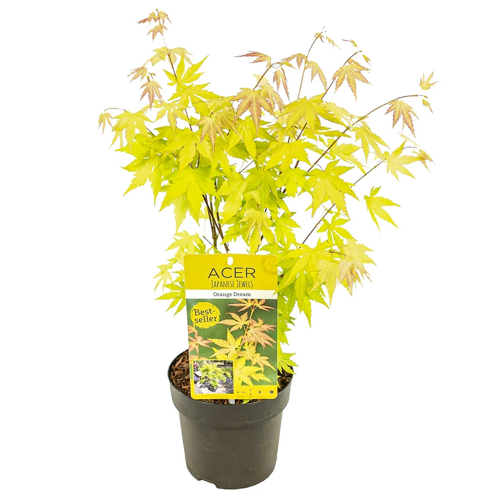 Acer Palmatum 'orange Dream' - érable Du Japon - Arbuste - Rustique - ⌀15 Cm - ↕30-40 Cm 1 Acer Palmatum 'orange Dream' - érable Du Japon - Arbuste - Rustique - ⌀15 Cm - ↕30-40 Cm