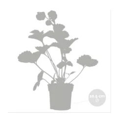 3x Fragaria 'pink Summer Breeze' – Fraisier – Entretien Facile – ⌀10,5 Cm - ↕15-20 Cm -Magasin De Graines De Plantes 640b77b9e4eae9.23261391