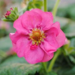 3x Fragaria 'pink Summer Breeze' – Fraisier – Entretien Facile – ⌀10,5 Cm - ↕15-20 Cm -Magasin De Graines De Plantes 640b77ba252ea0.06918409