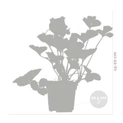 3x Fragaria 'snow Summer Breeze' – Fraisier – Entretien Facile – ⌀10,5 Cm - ↕15-20 Cm -Magasin De Graines De Plantes 640b77bf29ba88.10497191