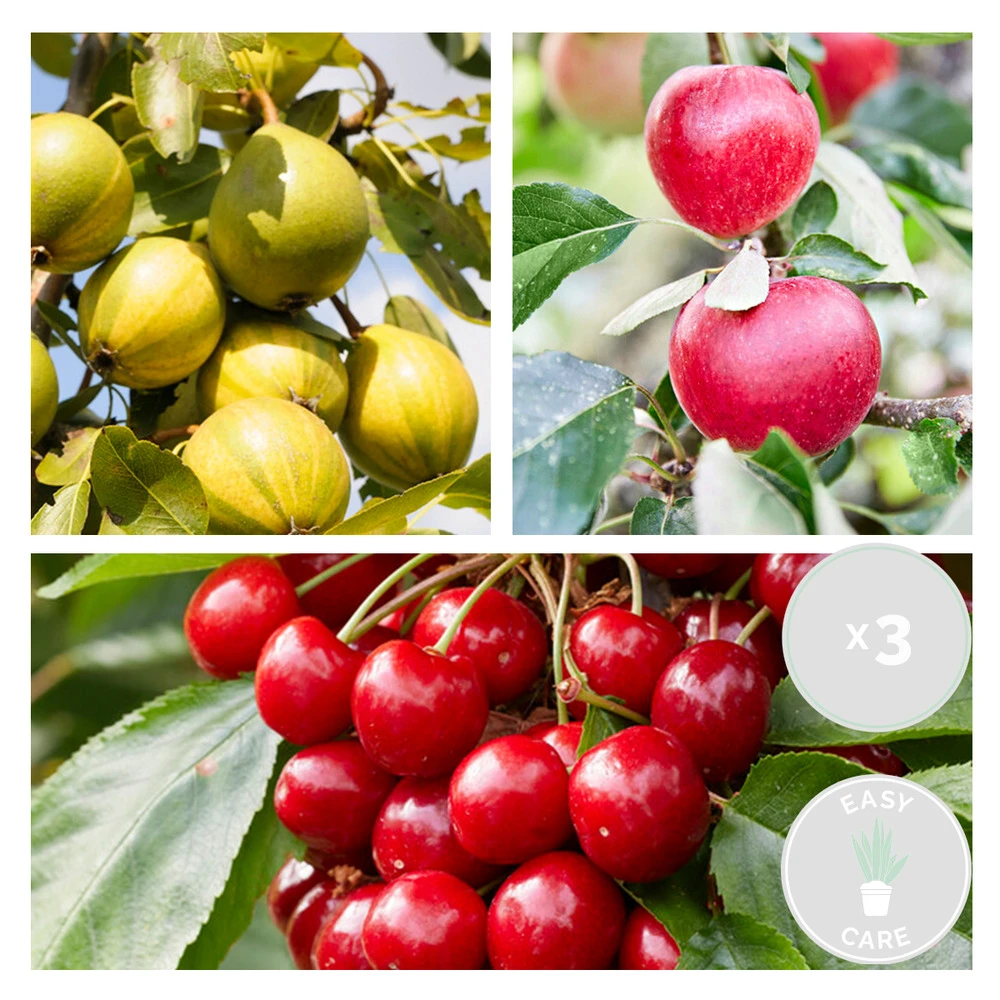 3x Mini Fruit Mix – Arbres Fruitiers – Facile D'entretien – ⌀9 Cm - ↕30-35 Cm 2 3x Mini Fruit Mix – Arbres Fruitiers – Facile D'entretien – ⌀9 Cm - ↕30-35 Cm – Image 2