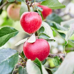 3x Mini Fruit Mix – Arbres Fruitiers – Facile D'entretien – ⌀9 Cm - ↕30-35 Cm 7 3x Mini Fruit Mix – Arbres Fruitiers – Facile D'entretien – ⌀9 Cm - ↕30-35 Cm -Magasin De Graines De Plantes 640b77c3b6c818.93588649