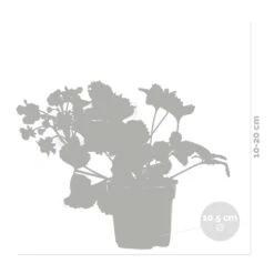 3x Fragaria 'red Summer Breeze' – Fraisier – Entretien Facile – ⌀10,5 Cm - ↕15-20 Cm 6 3x Fragaria 'red Summer Breeze' – Fraisier – Entretien Facile – ⌀10,5 Cm - ↕15-20 Cm -Magasin De Graines De Plantes 640b77c82882e9.60853617