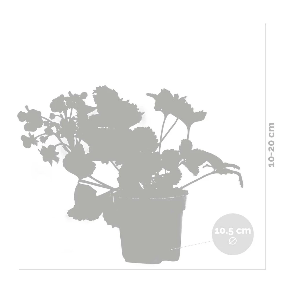 3x Fragaria 'red Summer Breeze' – Fraisier – Entretien Facile – ⌀10,5 Cm - ↕15-20 Cm 3 3x Fragaria 'red Summer Breeze' – Fraisier – Entretien Facile – ⌀10,5 Cm - ↕15-20 Cm – Image 3