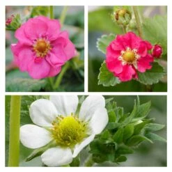 3x Fragaria Summer Breeze Mix – Fraisier – Facile D'entretien – ⌀10,5 Cm - ↕15-20 Cm -Magasin De Graines De Plantes 640b77c9259ff8.65399678