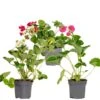 3x Fragaria Summer Breeze Mix – Fraisier – Facile D'entretien – ⌀10,5 Cm - ↕15-20 Cm
