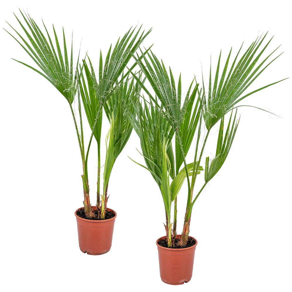 2x Washingtonia Robusta - Palmier Mexicain - Palmier Extérieur - Persistant – ⌀14 Cm - ↕35-45 Cm 1 2x Washingtonia Robusta - Palmier Mexicain - Palmier Extérieur - Persistant – ⌀14 Cm - ↕35-45 Cm