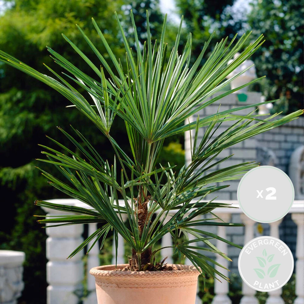 2x Washingtonia Robusta - Palmier Mexicain - Palmier Extérieur - Persistant – ⌀14 Cm - ↕35-45 Cm 2 2x Washingtonia Robusta - Palmier Mexicain - Palmier Extérieur - Persistant – ⌀14 Cm - ↕35-45 Cm – Image 2