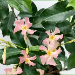 3x Trachelospermum 'pink Showers' – Jasmin De Toscane – Plante Grimpante – ⌀9 Cm - ↕15-20 Cm -Magasin De Graines De Plantes 640b77ef849b52.69347073