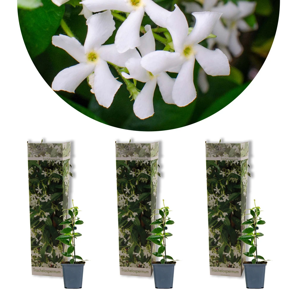 3x Trachelospermum Jasminoides – Jasmin De Toscane – Plante Grimpante – Rustique – ⌀9 Cm - ↕15-20 Cm 1 3x Trachelospermum Jasminoides – Jasmin De Toscane – Plante Grimpante – Rustique – ⌀9 Cm - ↕15-20 Cm