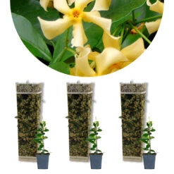 3x Trachelospermum Star Of Toscany – Jasmin De Toscane – Rustique – ⌀9 Cm - ↕15-20 Cm