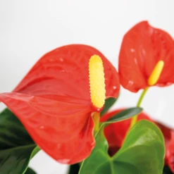 Anthurium 'aristo' Orange - Plante Flamingo - Entretien Facile - ⌀14 Cm - ↕45-55 Cm -Magasin De Graines De Plantes 640b783c1a67b2.46936634