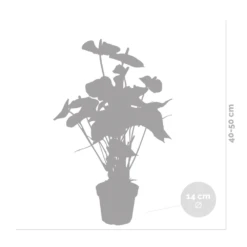 Anthurium 'aristo' Orange - Plante Flamingo - Entretien Facile - ⌀14 Cm - ↕45-55 Cm -Magasin De Graines De Plantes 640b783c301436.46862337