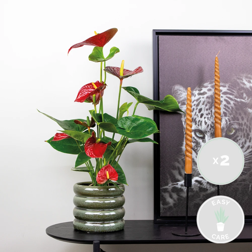 2x Anthurium 'aristo' Red– Flamingo Plant - Facile D'entretien - ⌀14 Cm - ↕45-55 Cm 2 2x Anthurium 'aristo' Red– Flamingo Plant - Facile D'entretien - ⌀14 Cm - ↕45-55 Cm – Image 2