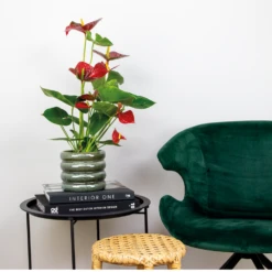 2x Anthurium 'aristo' Red– Flamingo Plant - Facile D'entretien - ⌀14 Cm - ↕45-55 Cm 8 2x Anthurium 'aristo' Red– Flamingo Plant - Facile D'entretien - ⌀14 Cm - ↕45-55 Cm -Magasin De Graines De Plantes 640b783e502989.76282242