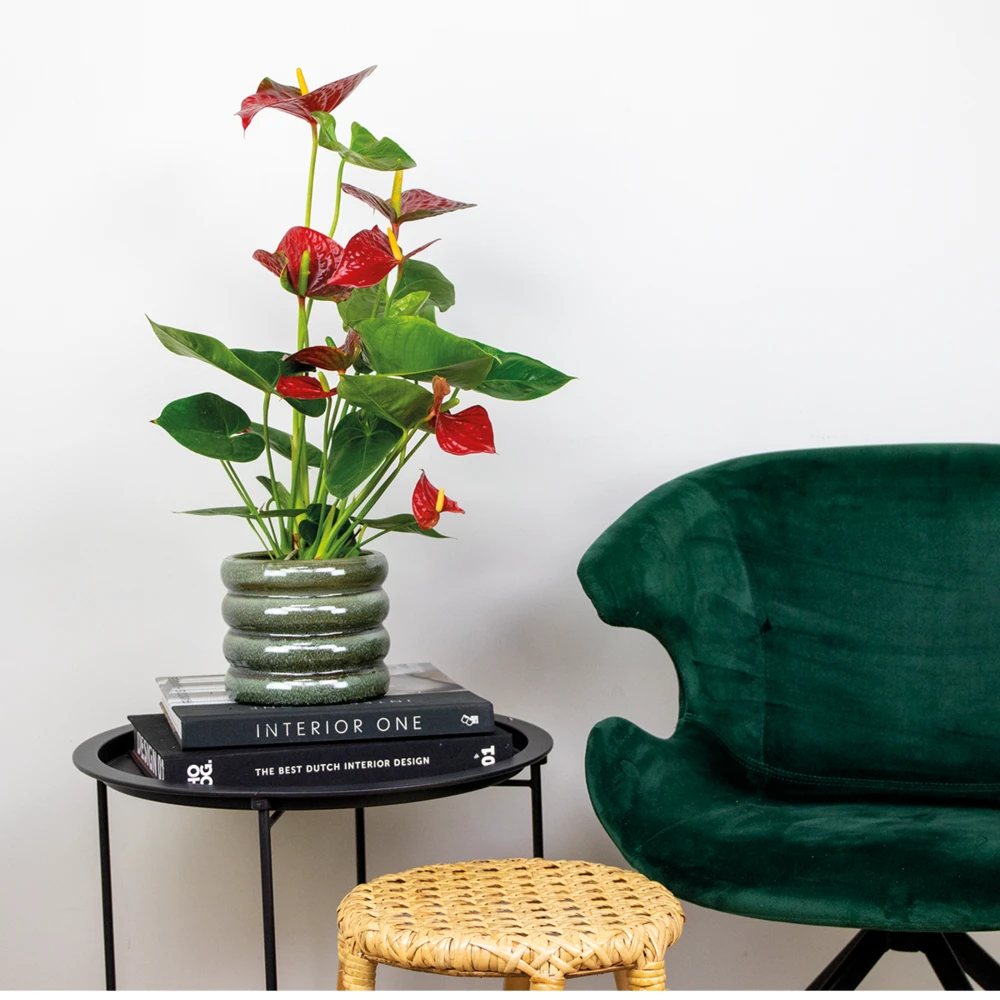 2x Anthurium 'aristo' Red– Flamingo Plant - Facile D'entretien - ⌀14 Cm - ↕45-55 Cm 4 2x Anthurium 'aristo' Red– Flamingo Plant - Facile D'entretien - ⌀14 Cm - ↕45-55 Cm – Image 4