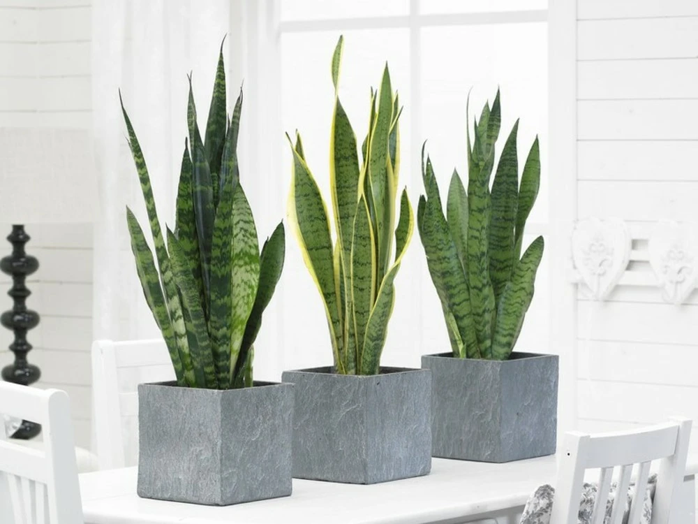 2x Sansevieria 'laurentii' Xl – Langue De Dame – Succulente – Facile à Entretenir – ⌀17cm – ↕55-65 Cm 2 2x Sansevieria 'laurentii' Xl – Langue De Dame – Succulente – Facile à Entretenir – ⌀17cm – ↕55-65 Cm – Image 2