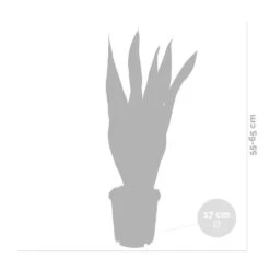 2x Sansevieria 'laurentii' Xl – Langue De Dame – Succulente – Facile à Entretenir – ⌀17cm – ↕55-65 Cm 7 2x Sansevieria 'laurentii' Xl – Langue De Dame – Succulente – Facile à Entretenir – ⌀17cm – ↕55-65 Cm -Magasin De Graines De Plantes 640b787fb1b790.19239259