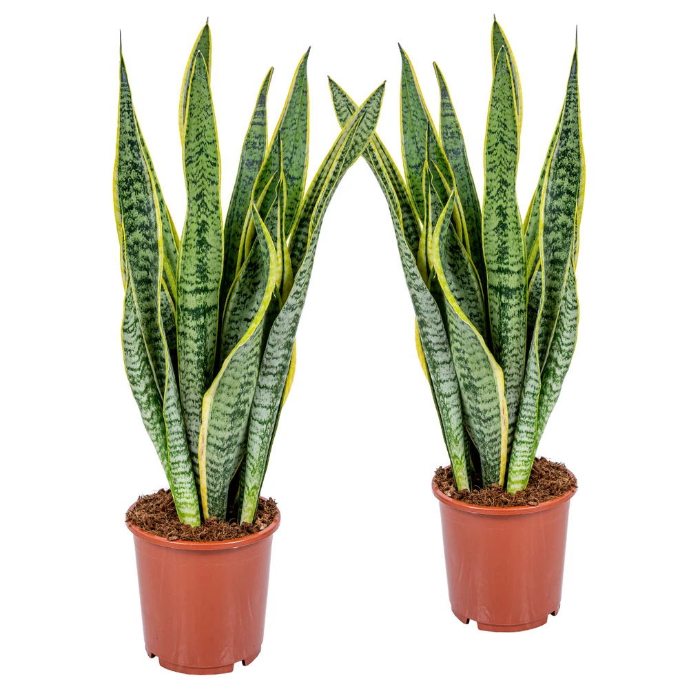 2x Sansevieria 'laurentii' Xl – Langue De Dame – Succulente – Facile à Entretenir – ⌀17cm – ↕55-65 Cm 1 2x Sansevieria 'laurentii' Xl – Langue De Dame – Succulente – Facile à Entretenir – ⌀17cm – ↕55-65 Cm