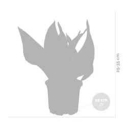 Sansevieria 'laurentii' – Sansevieria – Succulente – Peu D'entretien – ⌀12cm – ↕25-35cm 7 Sansevieria 'laurentii' – Sansevieria – Succulente – Peu D'entretien – ⌀12cm – ↕25-35cm -Magasin De Graines De Plantes 640b7892936c92.85423753