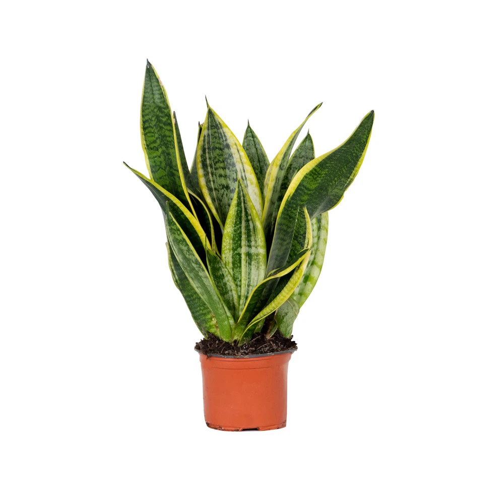 Sansevieria 'laurentii' – Sansevieria – Succulente – Peu D'entretien – ⌀12cm – ↕25-35cm 1 Sansevieria 'laurentii' – Sansevieria – Succulente – Peu D'entretien – ⌀12cm – ↕25-35cm