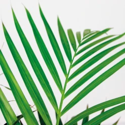 Dypsis Lutescens Incl. Panier En Jonc De Mer - Facile D'entretien - ⌀21 Cm - ↕100-110 Cm -Magasin De Graines De Plantes 640b7898e19b00.69601100