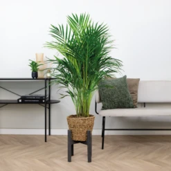 Dypsis Lutescens Incl. Panier En Jonc De Mer - Facile D'entretien - ⌀21 Cm - ↕100-110 Cm -Magasin De Graines De Plantes 640b7898ee0c36.81719850