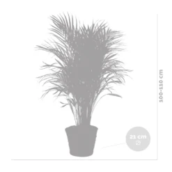 Dypsis Lutescens Incl. Panier En Jonc De Mer - Facile D'entretien - ⌀21 Cm - ↕100-110 Cm -Magasin De Graines De Plantes 640b78992bb466.17334359