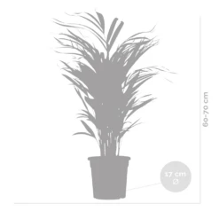 Dypsis Lutescens - Golden Palm - Plante D'intérieur - Entretien Facile - ⌀17 Cm - ↕60-70 Cm -Magasin De Graines De Plantes 640b789a5b86e1.39070279