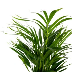 Dypsis Lutescens - Golden Palm - Plante D'intérieur - Entretien Facile - ⌀17 Cm - ↕60-70 Cm -Magasin De Graines De Plantes 640b789a61f743.14431000
