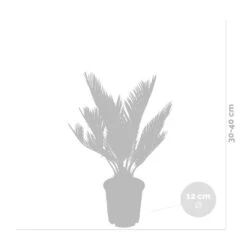 2x Cycas Revoluta – Peace Palm – Palmier – Facile D'entretien - ⌀12 Cm - ↕30-40 Cm -Magasin De Graines De Plantes 640b789c52ce85.05361926