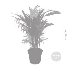 2x Mélange De Palmiers D'intérieur - Dypsis-chamaedorea - Facile D'entretien – ⌀12 Cm - ↕20-45 Cm -Magasin De Graines De Plantes 640b789d43a326.57955412