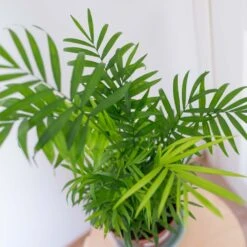 2x Mélange De Palmiers D'intérieur - Dypsis-chamaedorea - Facile D'entretien – ⌀12 Cm - ↕20-45 Cm -Magasin De Graines De Plantes 640b789d46bf69.48332906