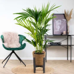 Howea Forsteriana Incl. Panier En Jonc De Mer - Palmier Kentia - Purificateur D'air - ⌀19 Cm - ↕90-100 Cm -Magasin De Graines De Plantes 640b789e4b9212.65106370