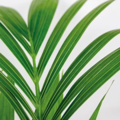 Howea Forsteriana Incl Seagrass Basket - Palmier Kentia - Purificateur D'air - ⌀19 Cm - ↕90-100 Cm -Magasin De Graines De Plantes 640b78a06216e9.82338484