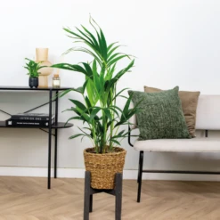 Howea Forsteriana Incl Seagrass Basket - Palmier Kentia - Purificateur D'air - ⌀19 Cm - ↕90-100 Cm -Magasin De Graines De Plantes 640b78a0818a38.30649967