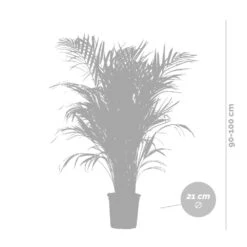 Dypsis Lutescens Incl. Panier En Jonc De Mer - Palmier Doré - ⌀21 Cm - ↕100-110 Cm 9 Dypsis Lutescens Incl. Panier En Jonc De Mer - Palmier Doré - ⌀21 Cm - ↕100-110 Cm -Magasin De Graines De Plantes 640b78a17edc87.53736891
