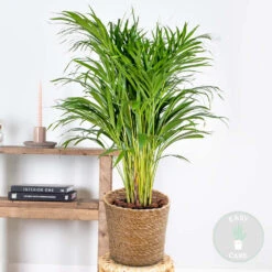 Magasin De Graines De Plantes 18 Magasin De Graines De Plantes -Magasin De Graines De Plantes 640b78a27e95e5.44214994