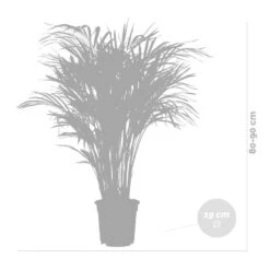 Dypsis Lutescens Incl. Panier En Jonc De Mer - Palmier Doré - ⌀20 Cm - ↕90-100 Cm -Magasin De Graines De Plantes 640b78a2834a51.61402820