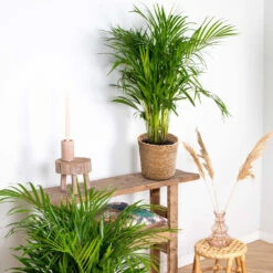 Dypsis Lutescens Incl. Panier En Jonc De Mer - Palmier Doré - ⌀20 Cm - ↕90-100 Cm -Magasin De Graines De Plantes 640b78a2886787.17371081