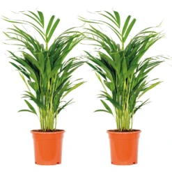 2x Dypsis Lutescens - Palmier Doré - Plante D'intérieur - Facile D'entretien - ⌀17 Cm - ↕60-70 Cm