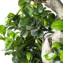 Ficus Microcarpa 'ginseng' En Forme De S – Bonsaï – Plante D'intérieur – ⌀22 Cm - ↕60-70 Cm -Magasin De Graines De Plantes 640b78a4b356b4.88157147