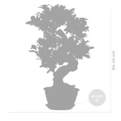 Ficus Microcarpa 'ginseng' En Forme De S – Bonsaï – Plante D'intérieur – ⌀22 Cm - ↕60-70 Cm -Magasin De Graines De Plantes 640b78a4ca43b3.72373917